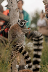 Naklejka premium Ring-tailed lemur stands on a branch in a natural setting. The lemur has distinctive black and white facial markings and a long striped tail