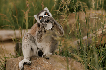 Naklejka premium Ring-tailed lemur interacts with a person holding a cup. The lemur has gray fur with black and white markings. The person is wearing a green jacket