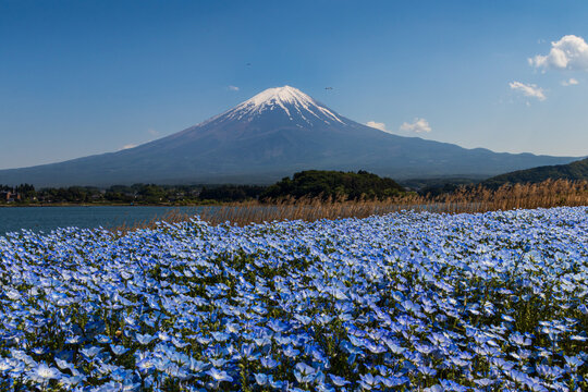 A breathtaking view of Japan's iconic Mount Fuji, surrounded by a sea of blue nemophila. 