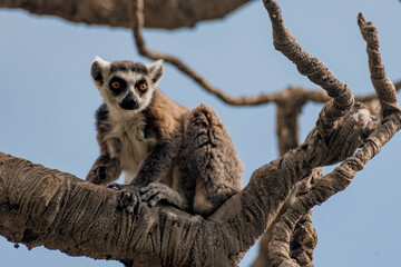 Naklejka premium Ring-tailed lemur stands on a branch in a natural setting. The lemur has distinctive black and white facial markings and a long striped tail
