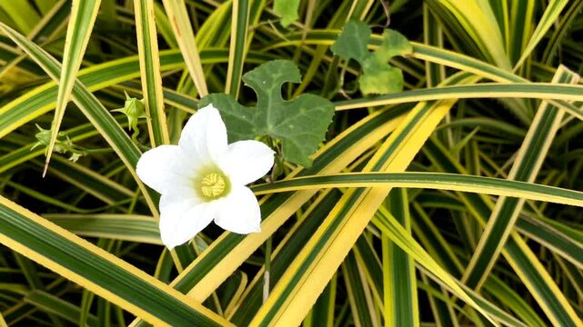 Close Up Macro Footage of White Gourd Flower Swaying with Variegated Leaves Background