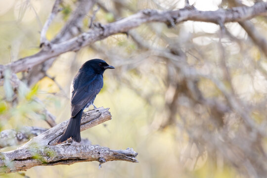 A fork-tailed drongo perched in a tree