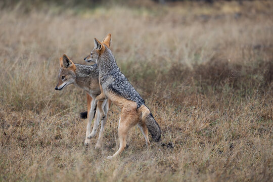 a pair of black backed jackals