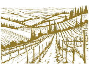 The Tuscan landscape: vineyards on the hills, cypresses, a farmhouse. Vector illustration. The engraving pattern is suitable for covers, menus, postcards, coloring books and printing. © Vladimir