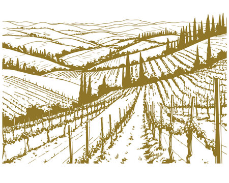 The Tuscan landscape: vineyards on the hills, cypresses, a farmhouse. Vector illustration. The engraving pattern is suitable for covers, menus, postcards, coloring books and printing.