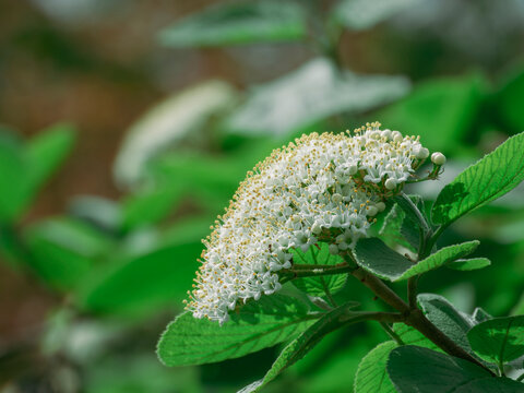 A snowball of blossoms &ndash; viburnum corymb in full bloom