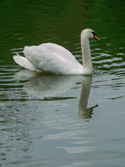 Fototapeta premium Mute swan in busking posture on a quiet park pond