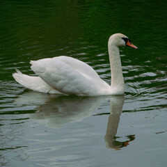 Obraz premium Graceful white bird mirrored in still dark green water