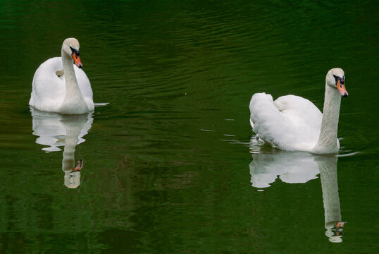 Wild Swans