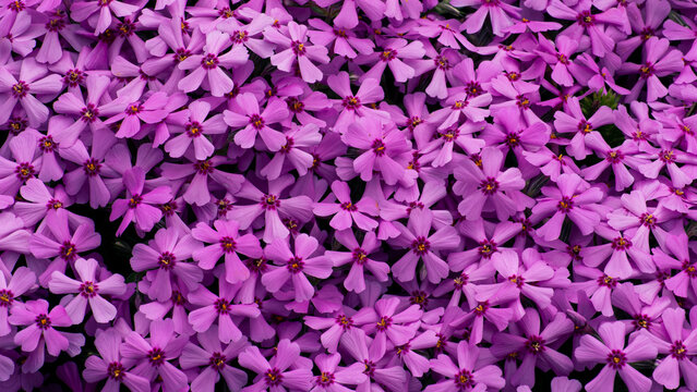 A sea of magenta phlox blooms with crimson centers