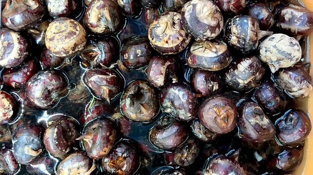 4K Macro Footage of Fresh Water Chestnut Trapa Natans Seeds Soaking in Water, Asian Traditional Ingredient B-roll Food Texture