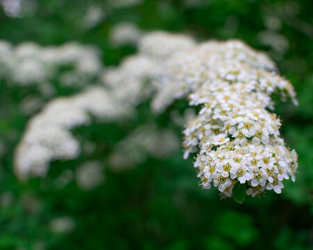Blooming spirea shrub &ndash; dense white corymb in spring garden