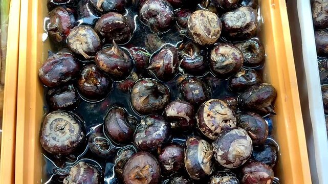 4K Macro Footage of Fresh Water Chestnut Trapa Natans Seeds Soaking in Water, Asian Traditional Ingredient B-roll Food Texture