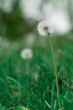 Close up shot of delicate dandelion blowballs on stems in summer grass