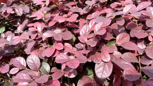 4K B-roll Footage of Loropetalum Chinense Rubi Chinese Fringe Flower Purple Red Foliage Swaying, Ornamental Landscaping Plant Background 