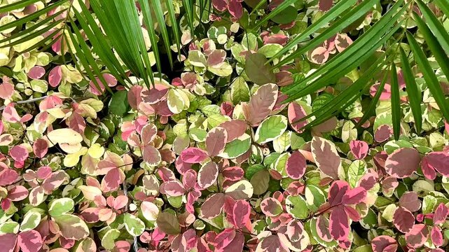 4K Macro Footage of Variegated Snowbush Breynia Nivosa Pink Green Leaves Swaying in Wind, Tropical Foliage Texture B-roll Background