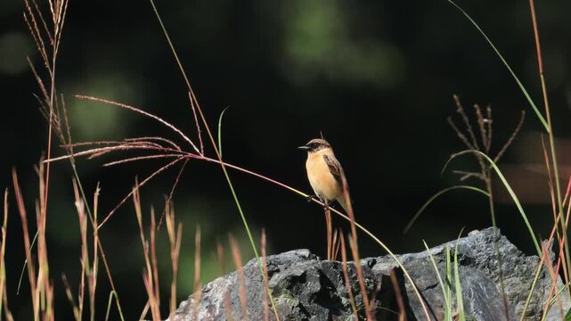 Male Siberian Stonechat Sparkling in Autumn Sunlight During Migration (4K with Real Audio)