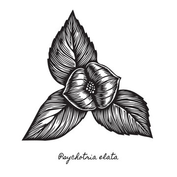 hot lips flower psychotria elata flor do beijo engraving, traditional amazon tropical blossom linocut, rustic monochrome floral folk art