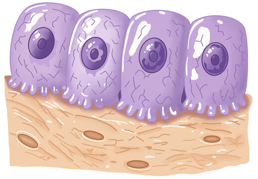 Osteoblast Cells Illustration