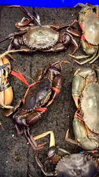 Fresh raw crab or kepiting ready to cook. Crab can be cooked into a variety of dishes. selective focus