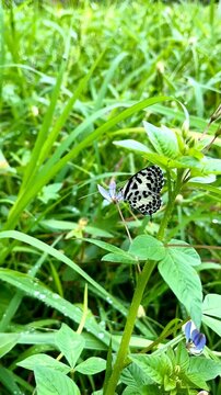 Macro 4K Footage of Common Pierrot Butterfly Sucking Nectar from Purple Flower in Wet Meadow