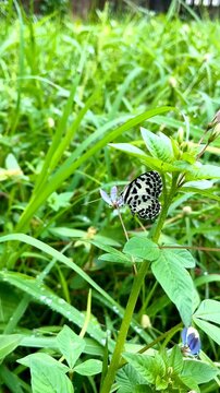 Macro 4K Footage of Common Pierrot Butterfly Sucking Nectar from Purple Flower in Wet Meadow