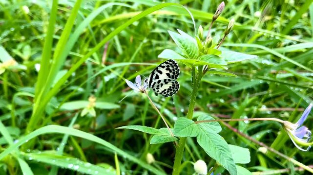 Macro 4K Footage of Common Pierrot Butterfly Sucking Nectar from Purple Flower in Wet Meadow