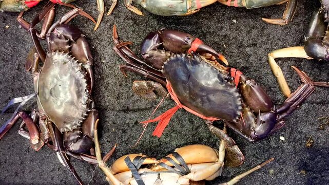 Fresh raw crab or kepiting ready to cook. Crab can be cooked into a variety of dishes. selective focus