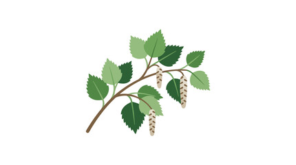 Fototapeta premium Birch Branch with Leaves and Catkins, Spring Nature Illustration