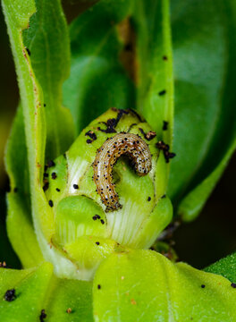 Larva of a noctuid moth (Lepidoptera: Noctuidae) feeding on a flower bud, with black granular insect fecal pellets (frass) surrounding the site of feeding.