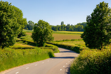 Fototapeta premium Summer landscape, Terrain of Dutch hilly countryside in Zuid-Limburg, Farmland and small road with barley (gerst) Hordeum vulgare or Wheat on hillside in Cadier en Keer, Limburg province, Netherlands