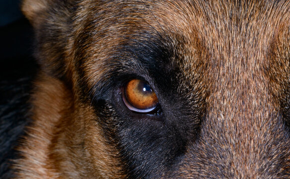 This image shows a close-up of a brown and black German Shepherd dog's eye.