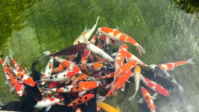 4K Colorful Koi Fish Swimming in Zen Pond, Feng Shui Luck Prosperity Seamless Loop for Wellness Background