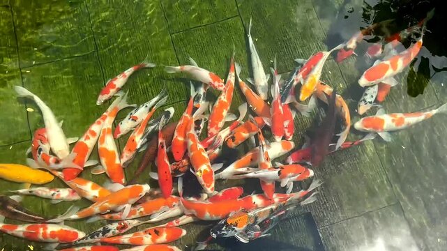 4K Colorful Koi Fish Swimming in Zen Pond, Feng Shui Luck Prosperity Seamless Loop for Wellness Background