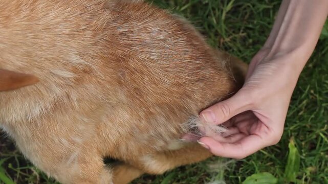 Hand plucking loose old grey fur from an old red dog during grooming session