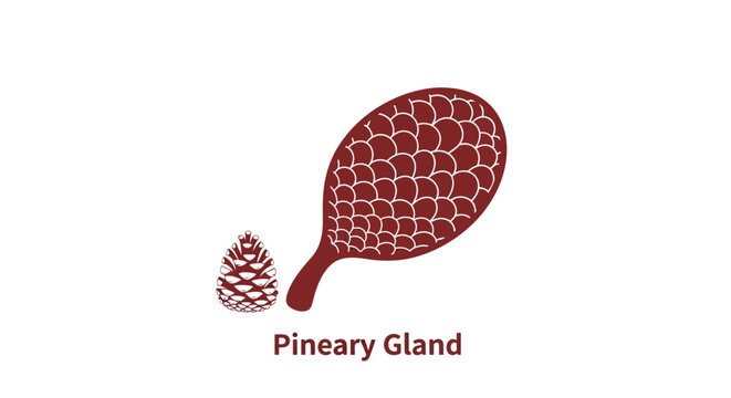 Pineal gland human body organ.