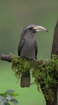 Close up video of Malabar Hornbill bird perches calmly on mossy branch and watching around. Curved beak and dark eyes stand out against soft gray feathers. Moss clings to bark, hinting at humid, shade