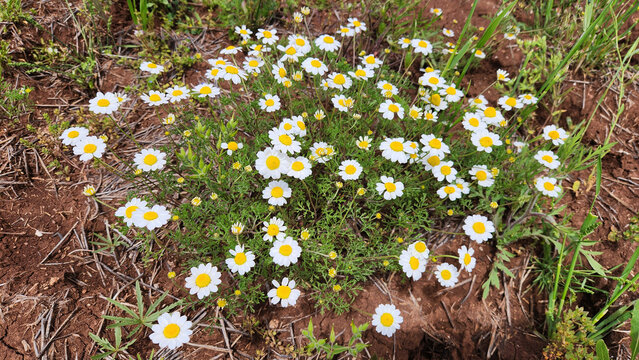 Anthemis cretica subsp. pontica, a perennial daisy with white ray petals and yellow centers, thriving on rocky slopes and limestone habitats around T&ouml;d&uuml;rge Lake, Turkey.