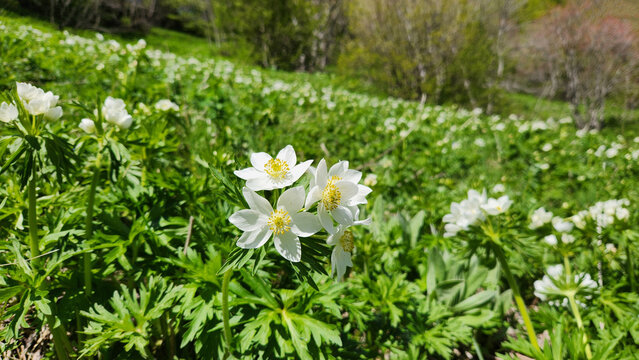 Narcissus-flowered Anemone (Anemonastrum narcissiflorum) is a perennial wildflower of subalpine meadows, bearing clusters of white flowers with bright yellow centers across Eurasia.