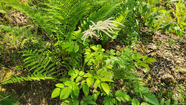 Aruncus dioicus (goat&rsquo;s beard) is a perennial woodland plant in the rose family, producing feathery white flower clusters in summer and thriving in moist, shaded forest habitats.