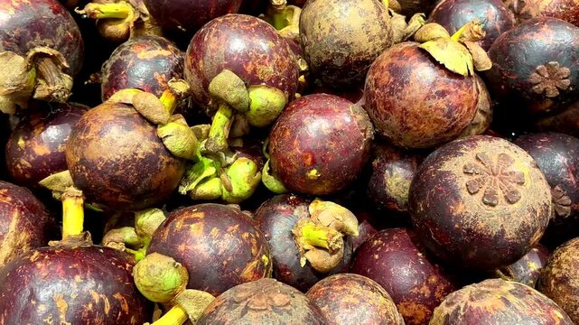 Full frame top view of a pile of fresh purple mangosteen fruits with natural green calyx and sap. Known as the Queen of Fruits, this exotic tropical superfoof is rich in xanthones and antioxidants.