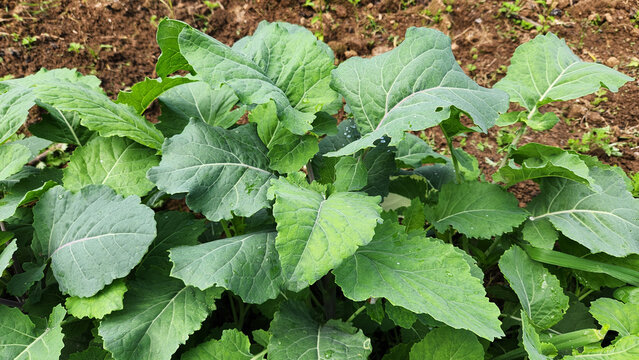 Kale or collard greens (Brassica spp.) with large, nutritious leaves. A cold-hardy leafy vegetable widely cultivated and used in traditional dishes, soups, and stuffed leaf recipes.