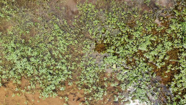 Bituminaria bituminosa (asphalt clover) is a perennial legume with purple flowers, known for its distinctive tar-like scent, growing naturally in grasslands and around T&ouml;d&uuml;rge Lake, Turkey.