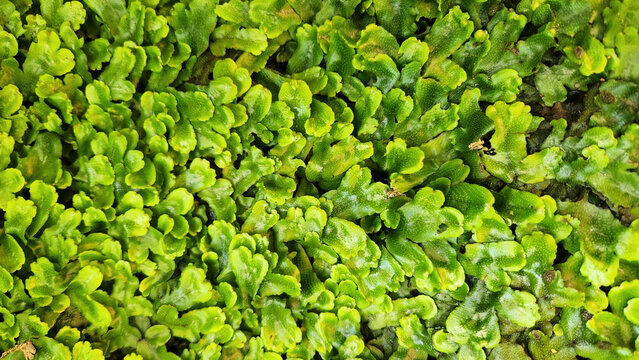 Conocephalum conicum, known as snake liverwort, is a moisture-loving bryophyte with distinctive hexagonal surface patterns, commonly forming colonies on wet rocks and stream banks.