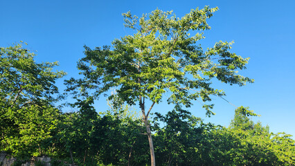 Fototapeta premium Diospyros lotus, known as date-plum or wild persimmon, is a fruit tree native to the Black Sea region. It is commonly used as rootstock for cultivated persimmon varieties.