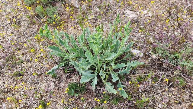 Glaucium flavum (yellow horned poppy) is a coastal wildflower growing on sandy shores and nitrogen-rich soils, with yellow four-petaled blooms and alkaloid-rich foliage.