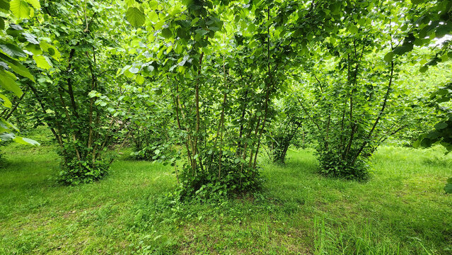Lush hazelnut (Corylus avellana) orchard in Giresun, Turkey. Multi-stemmed trees thrive in the Black Sea climate and are carefully pruned for productive growth.