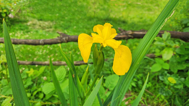Yellow iris (Iris pseudacorus) is a wetland perennial with bright yellow flowers and sword-shaped leaves, commonly growing along marshes, ponds, and riverbanks.