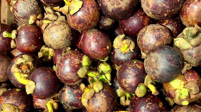Full frame top view of a pile of fresh purple mangosteen fruits with natural green calyx and sap. Known as the Queen of Fruits, this exotic tropical superfoof is rich in xanthones and antioxidants.