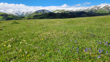 Obraz premium Spring scenery in Kümbet Plateau, Dereli, Giresun, featuring snowmelt on mountain slopes and colorful wildflowers blooming across green meadows in the Black Sea highlands.